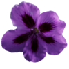 Flower Geranium Purple  Image